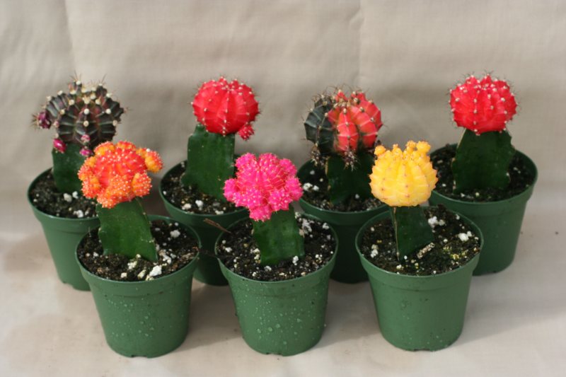 3" pot Grafted Color Tops